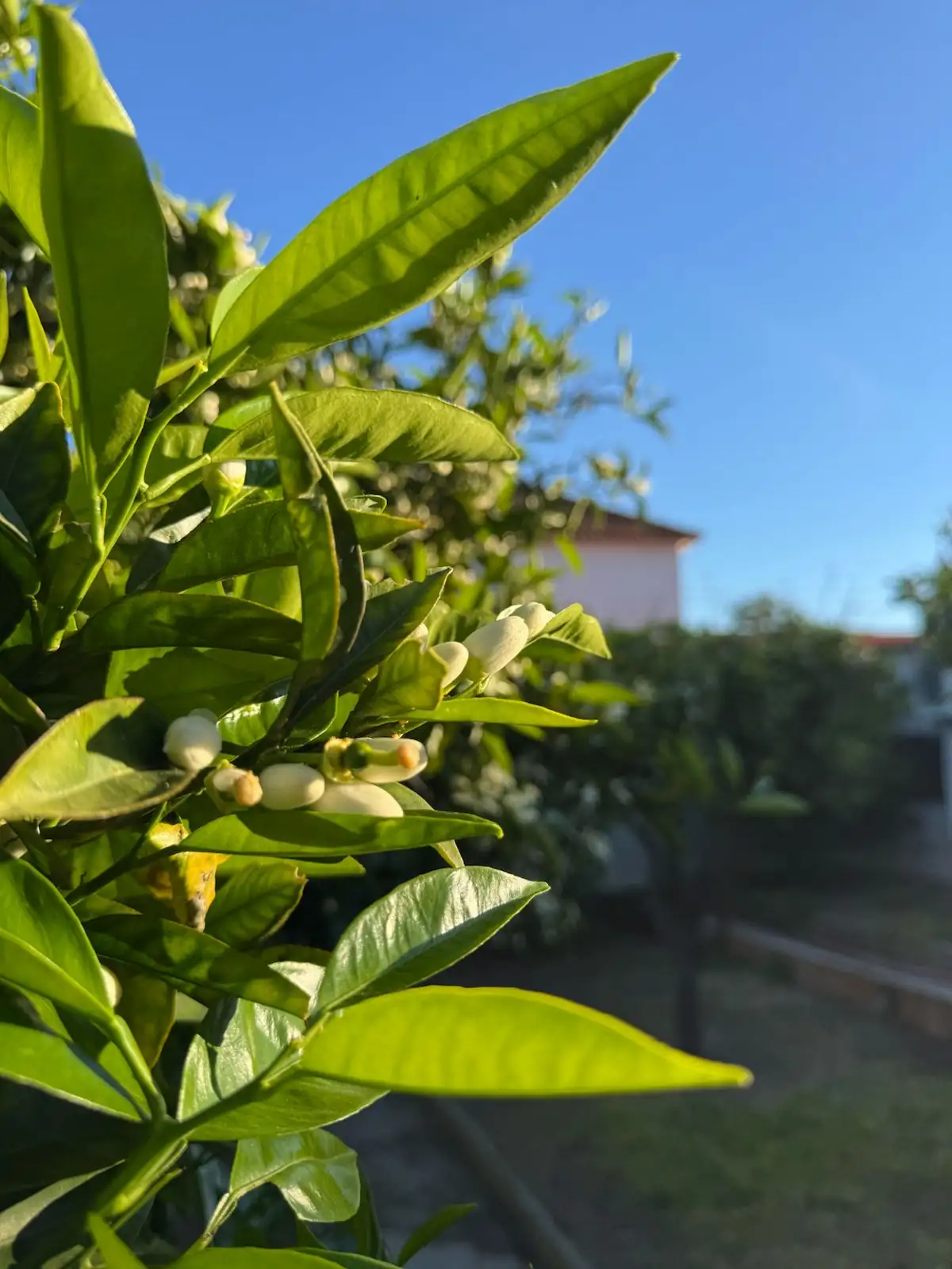 Espaço exterior e jardim